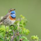 Blaukehlchen