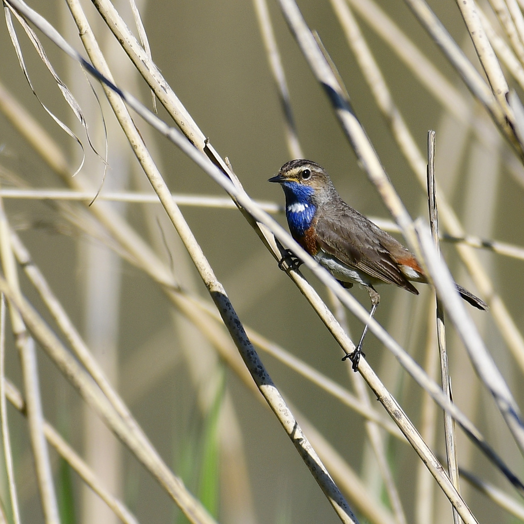 Blaukehlchen