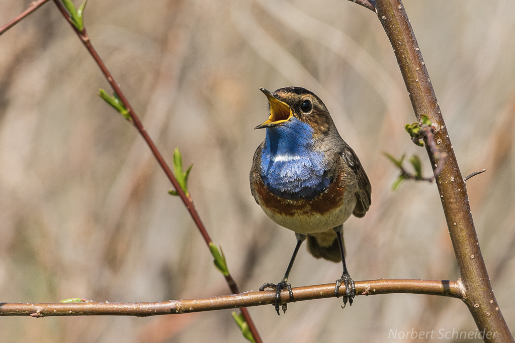 Blaukehlchen