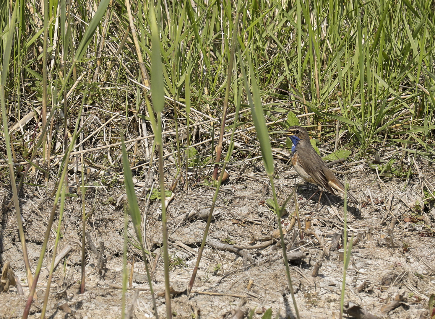 Blaukehlchen