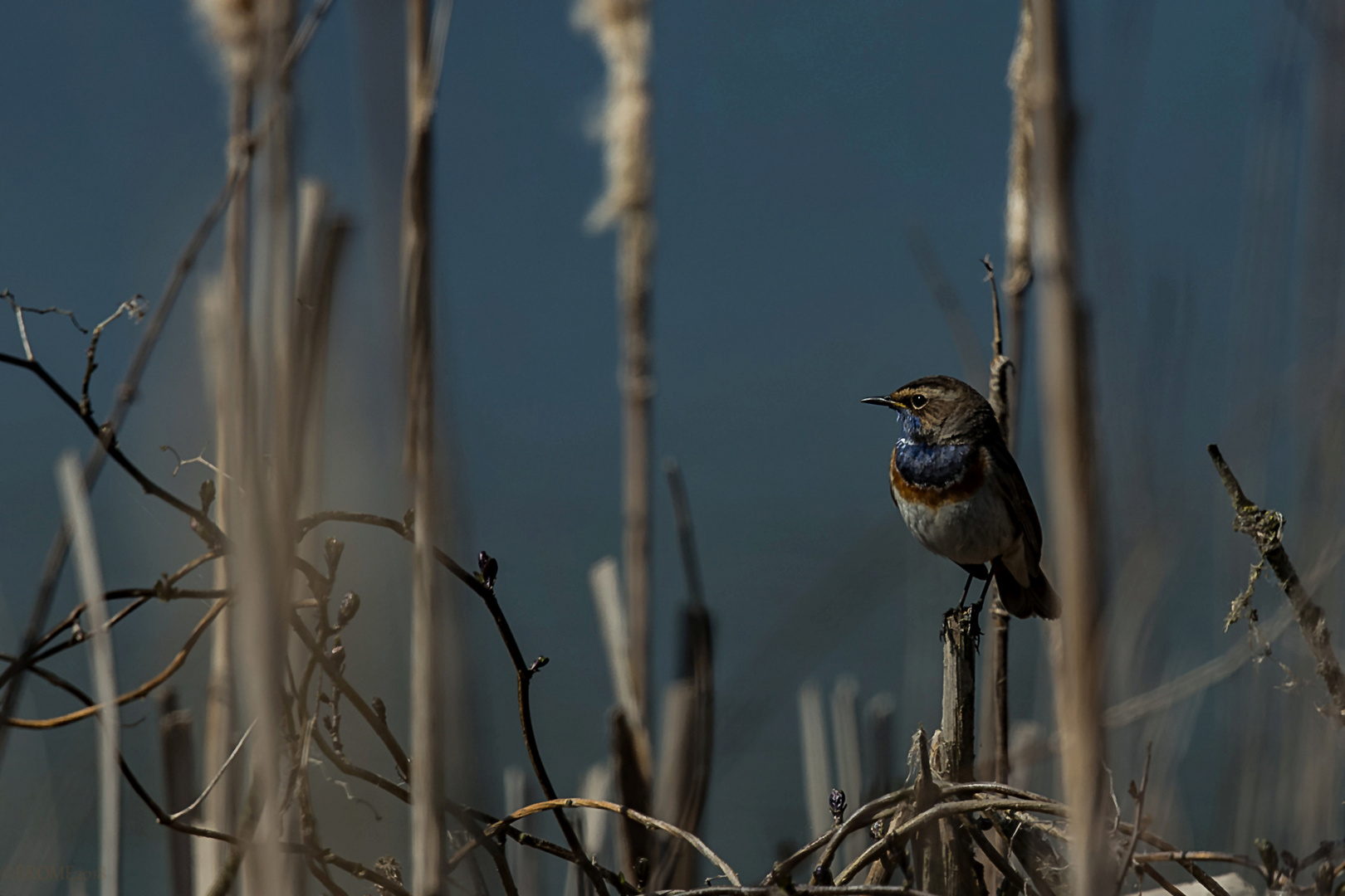 Blaukehlchen