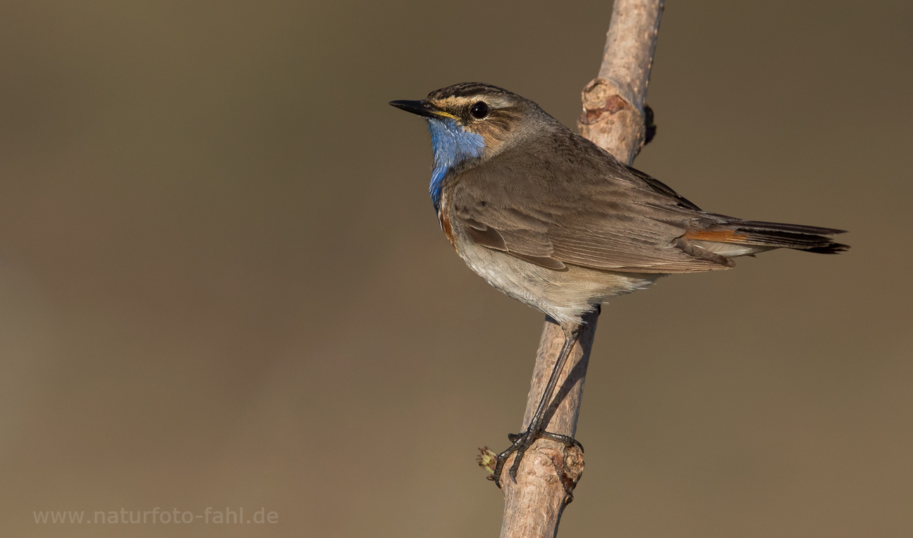 Blaukehlchen