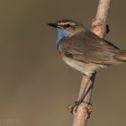 Blaukehlchen