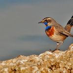 Blaukehlchen ( Cyanosylvia svecica )