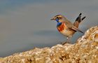 Blaukehlchen ( Cyanosylvia svecica ) von  Angelika Ehmann-Eilon