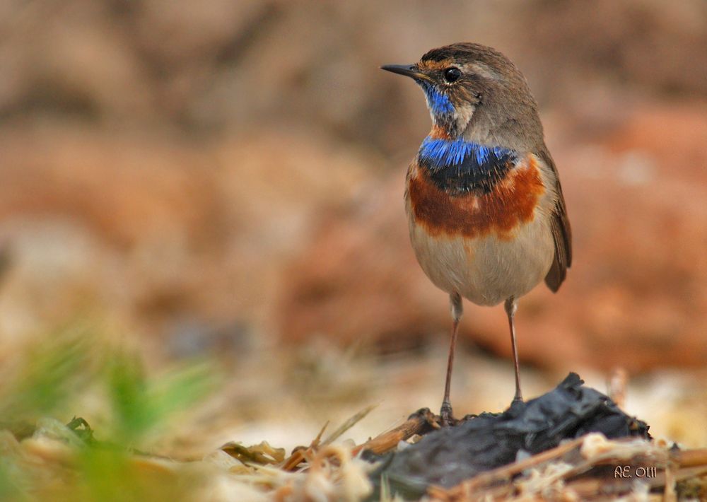 Blaukehlchen ( Cyanosylvia svecica )