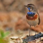 Blaukehlchen ( Cyanosylvia svecica )