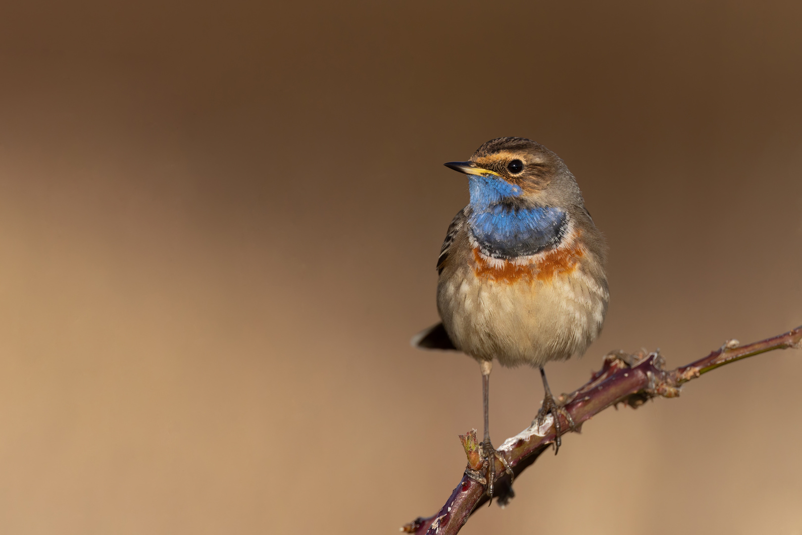 Blaukehlchen