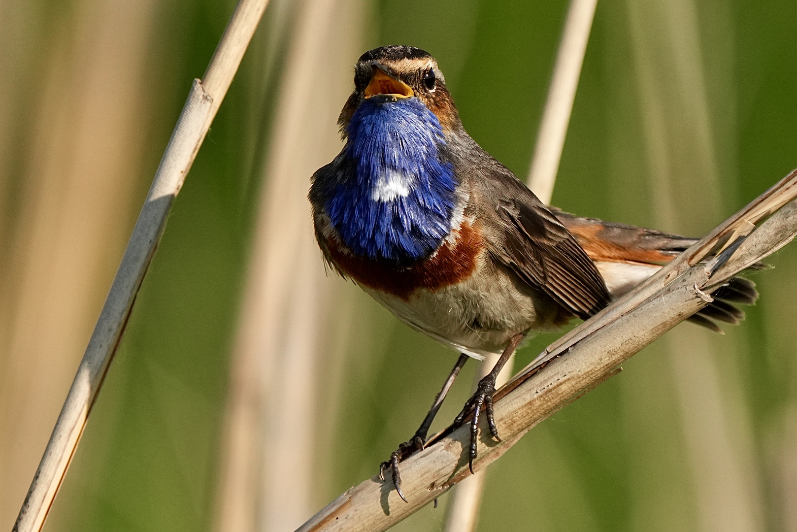 Blaukehlchen 