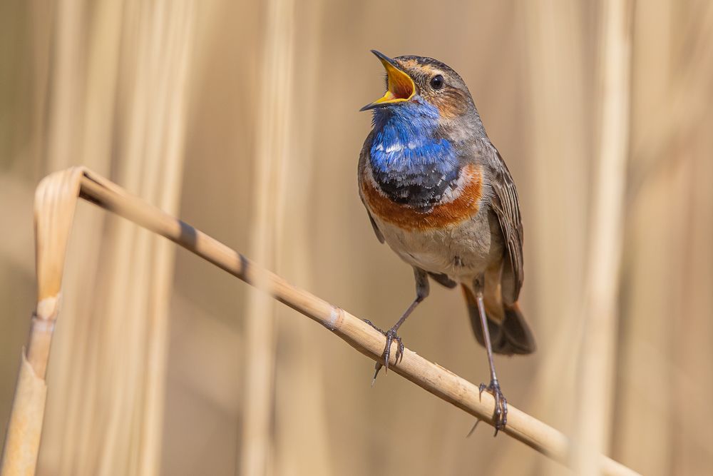 Blaukehlchen