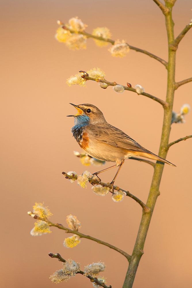 Blaukehlchen