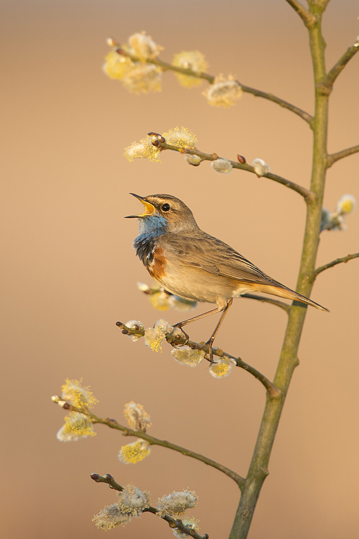 Blaukehlchen