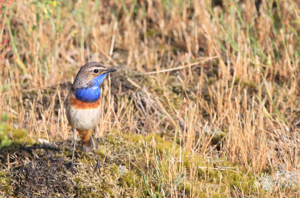 Blaukehlchen