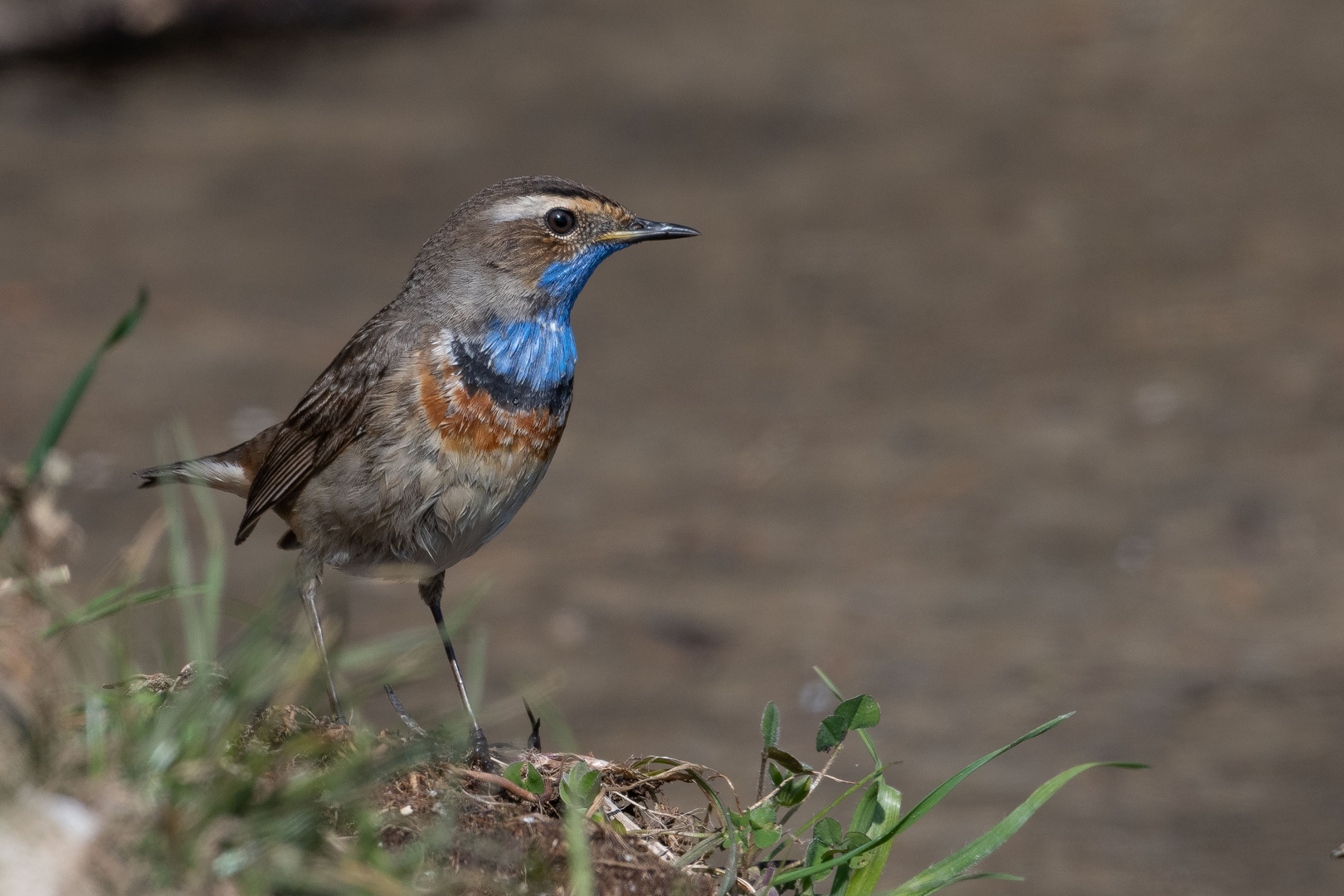 Blaukehlchen