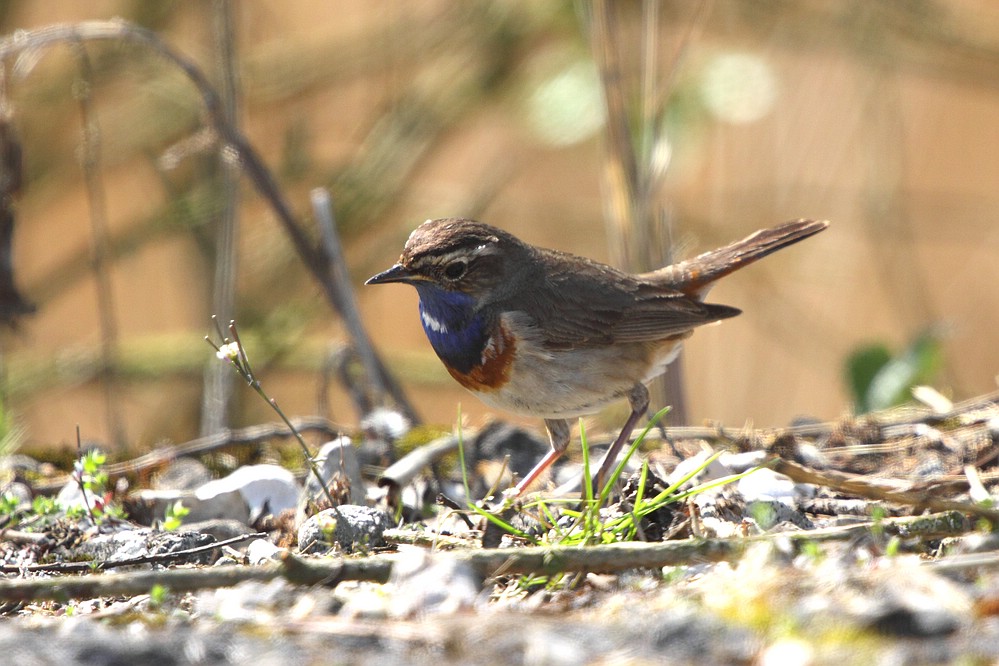 Blaukehlchen