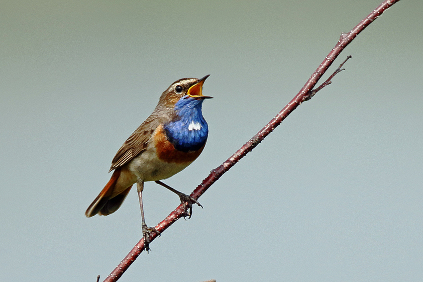 Blaukehlchen