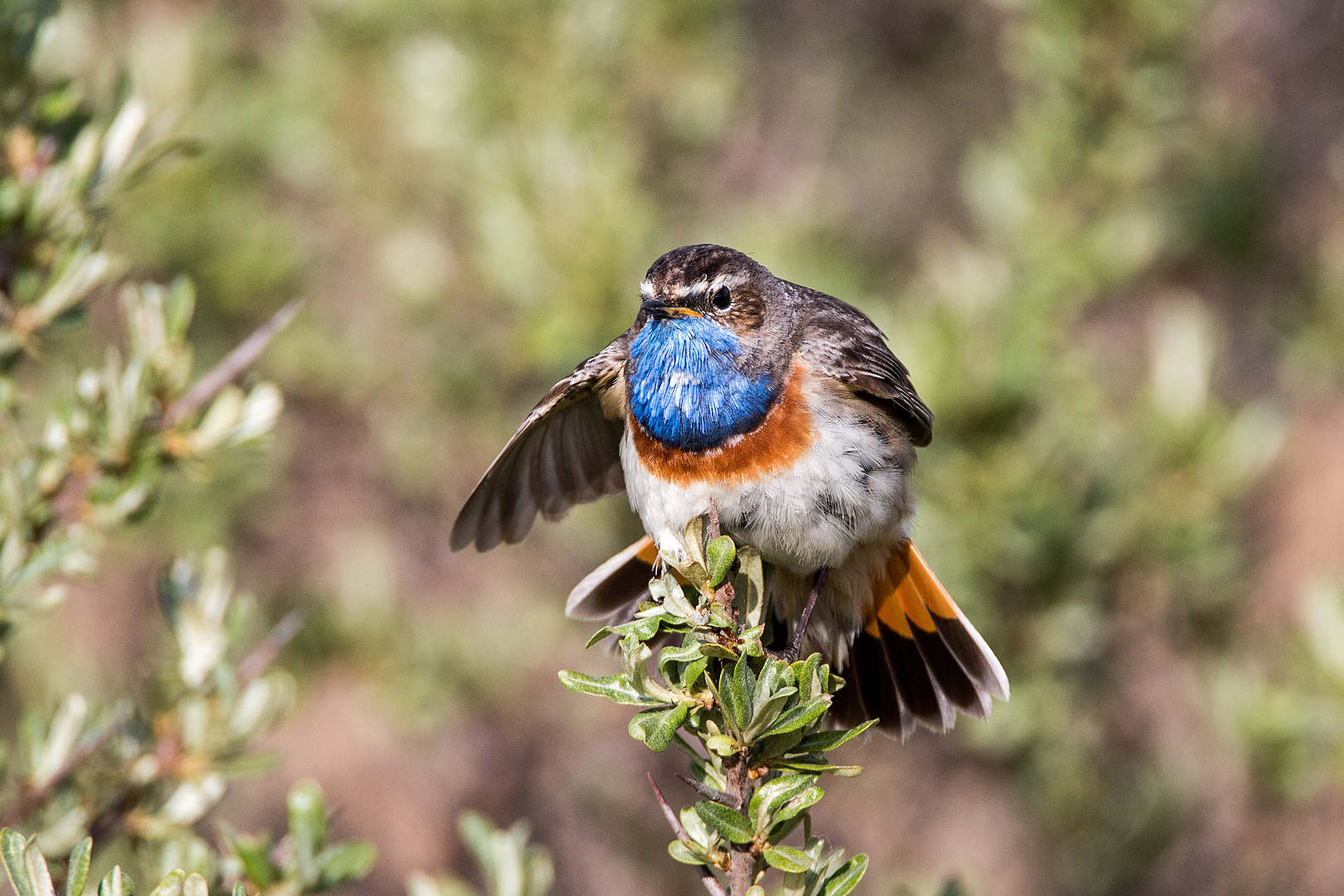 Blaukehlchen