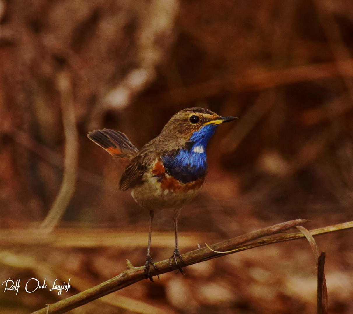  Blaukehlchen