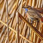 "BLAUKEHLCHEN" - da war die Freude groß