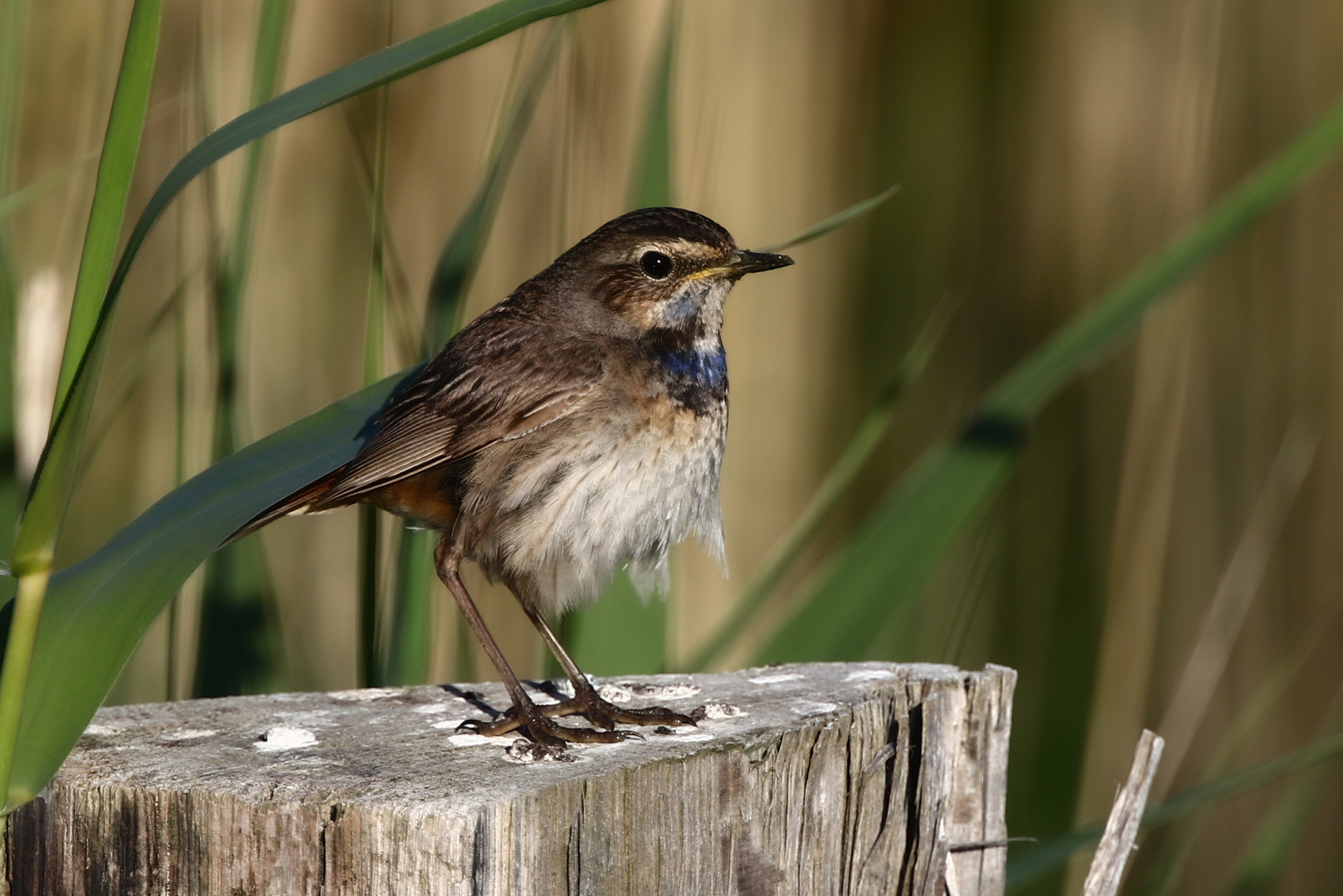 Blaukehlchen