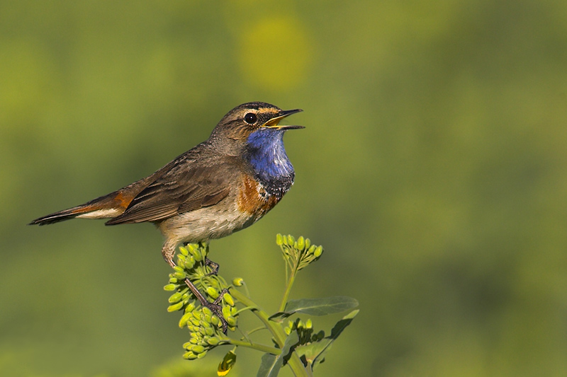 Blaukehlchen