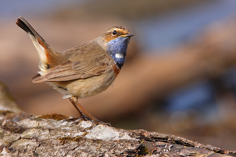 Blaukehlchen