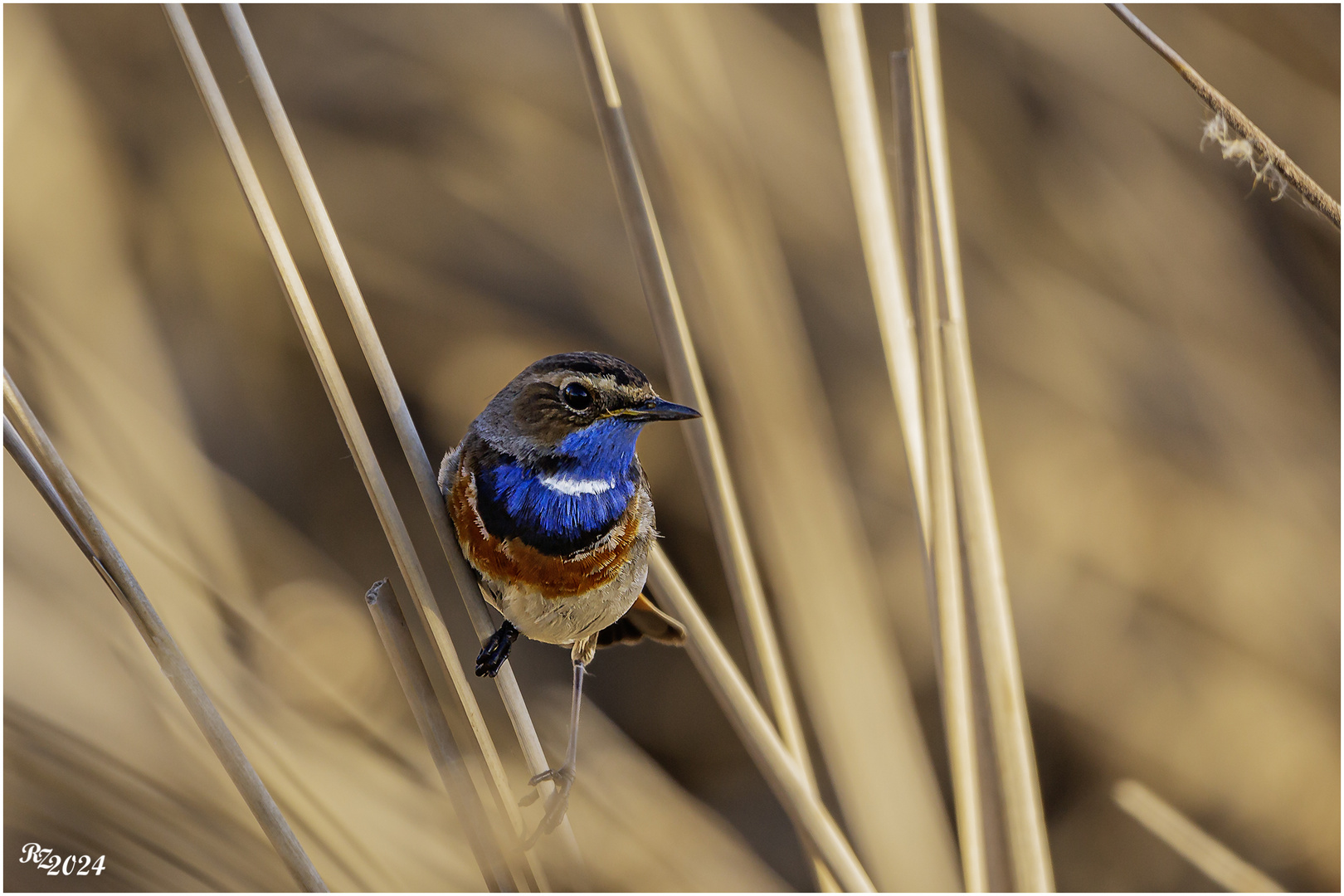 Blaukehlchen