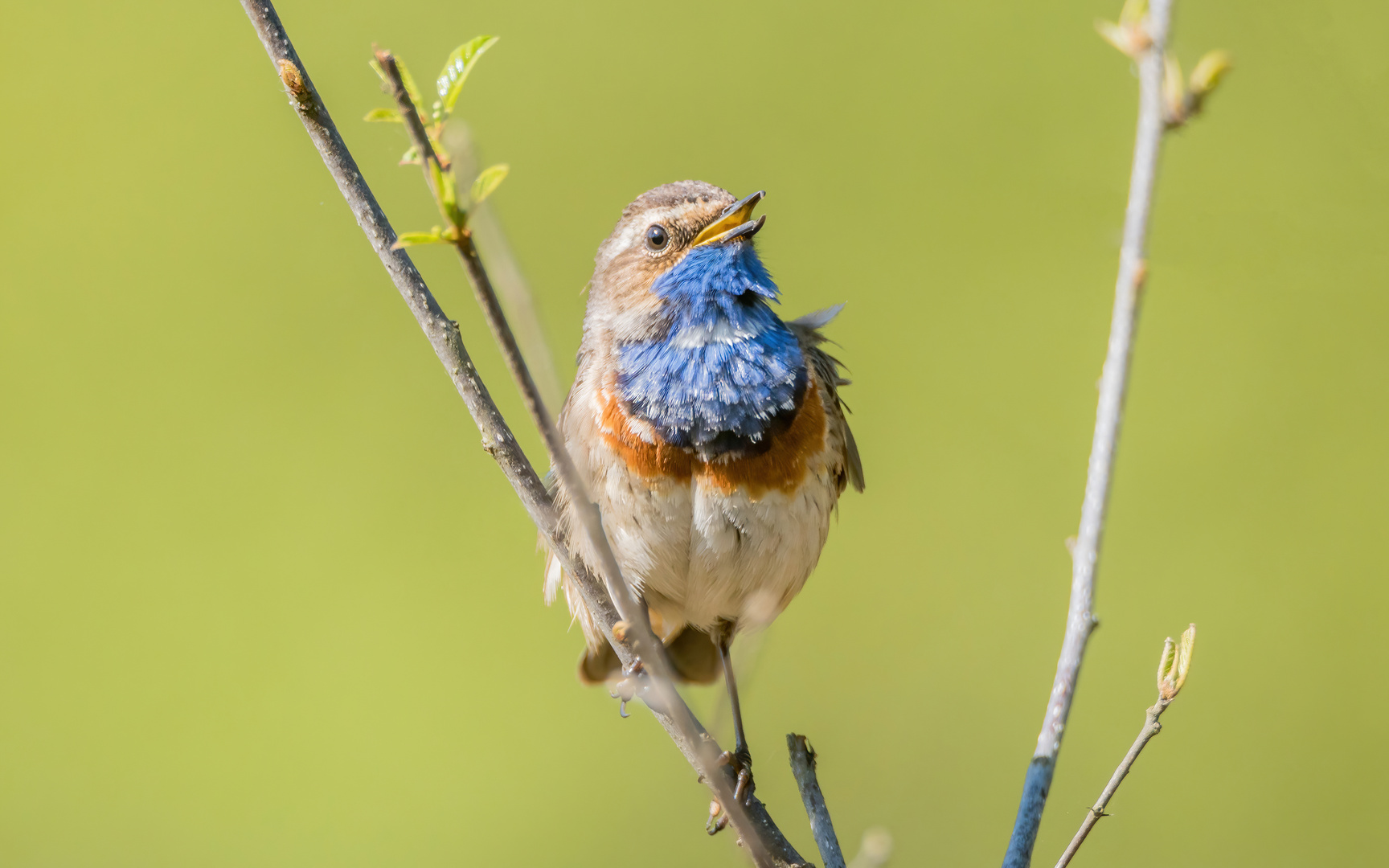 Blaukehlchen