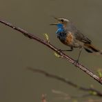 Blaukehlchen