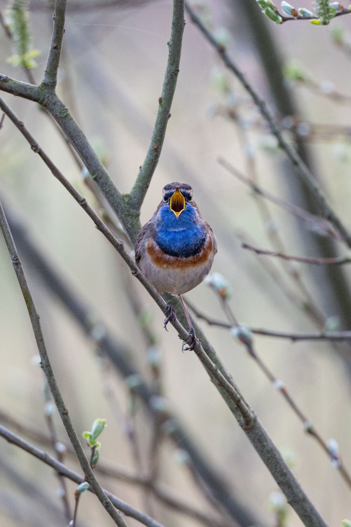 Blaukehlchen