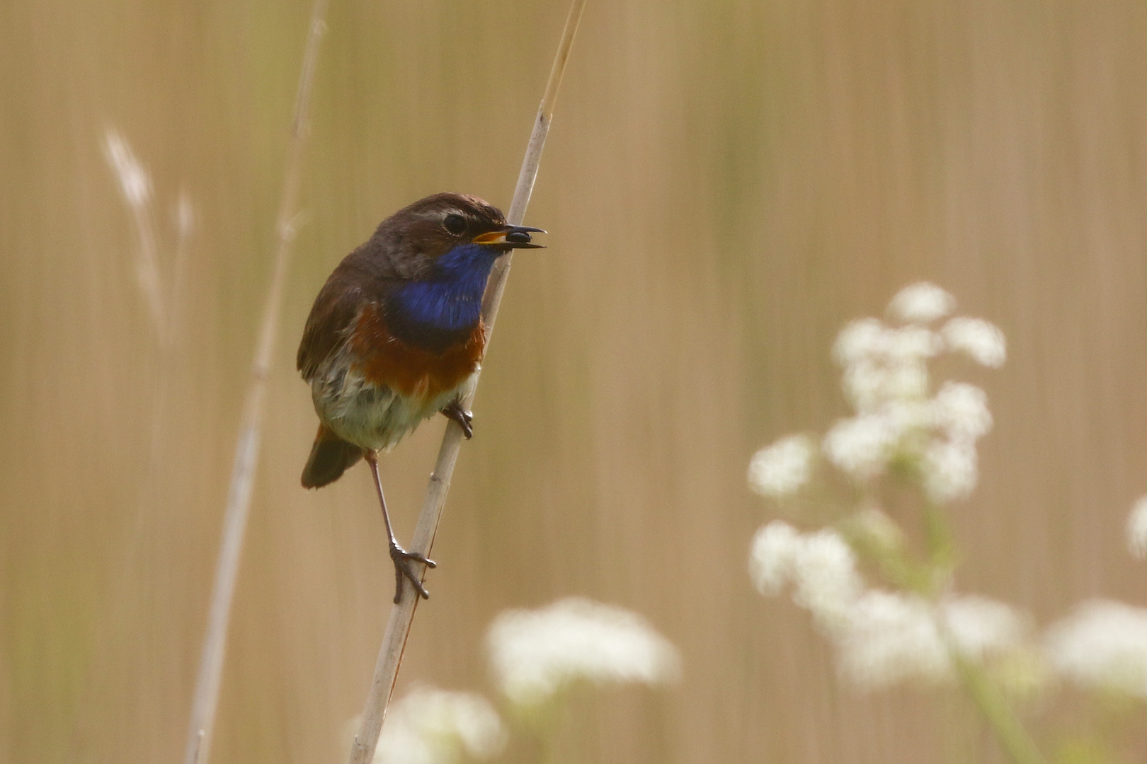 Blaukehlchen,