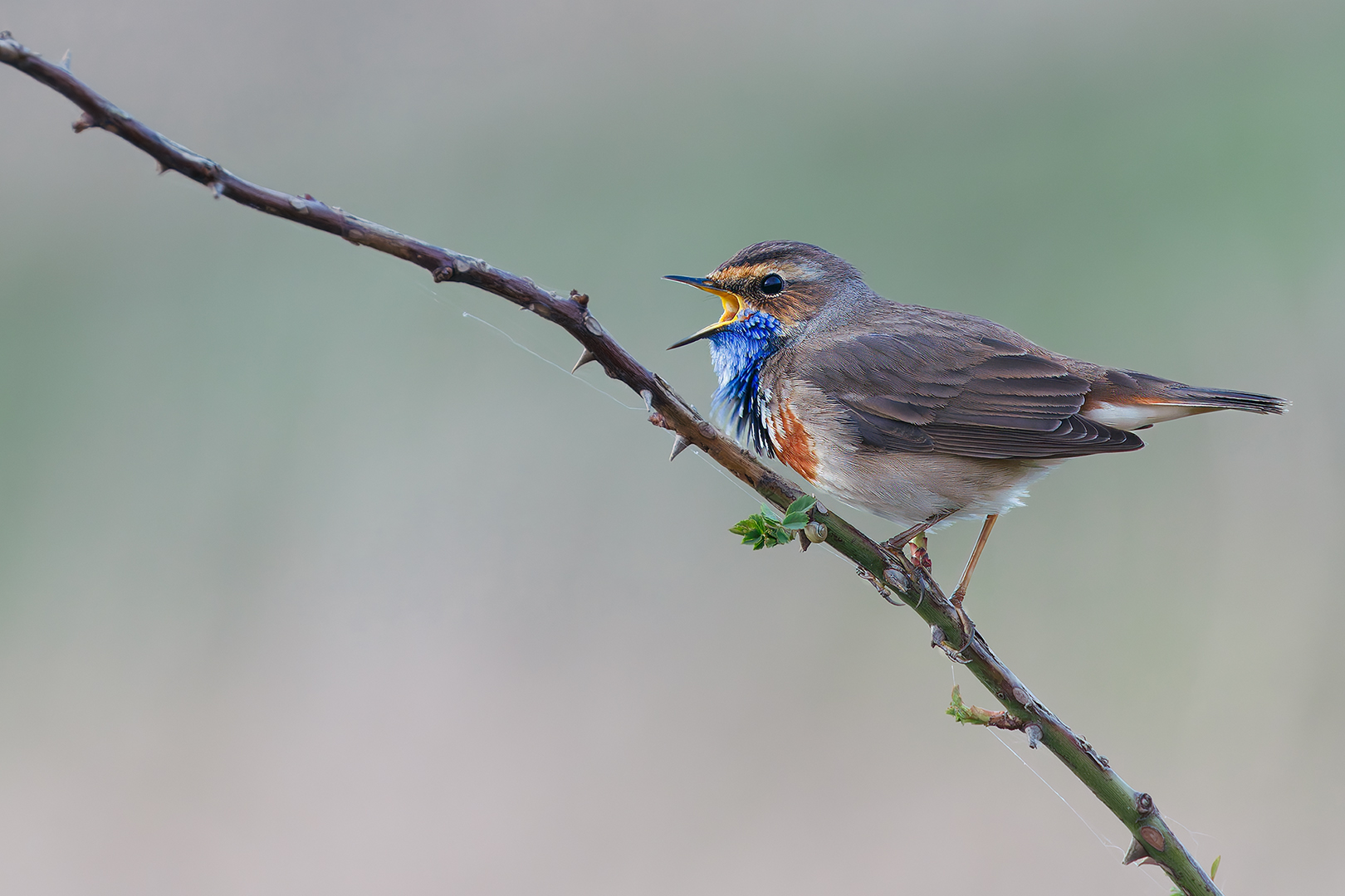 Blaukehlchen