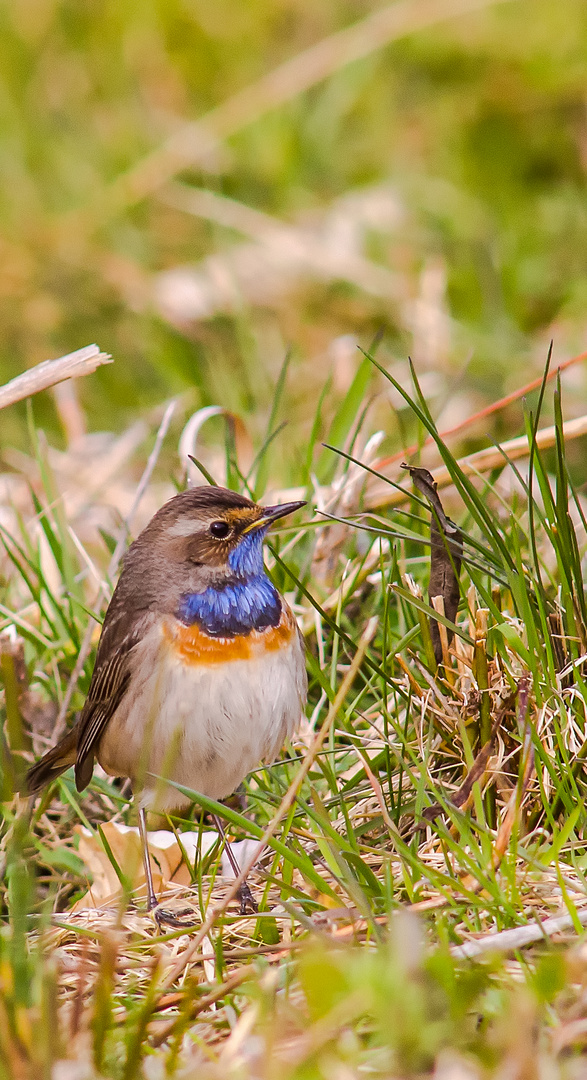 Blaukehlchen die 2te