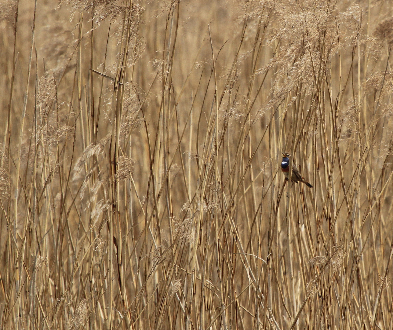 Blaukehlchen ( Doku )