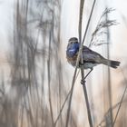 Blaukehlchen durch das Schilfgras