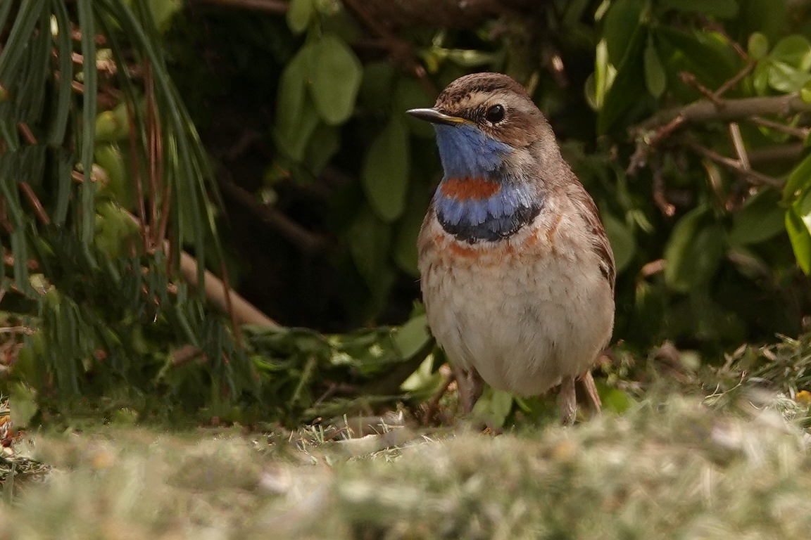 Blaukehlchen