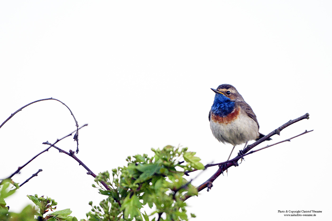 Blaukehlchen