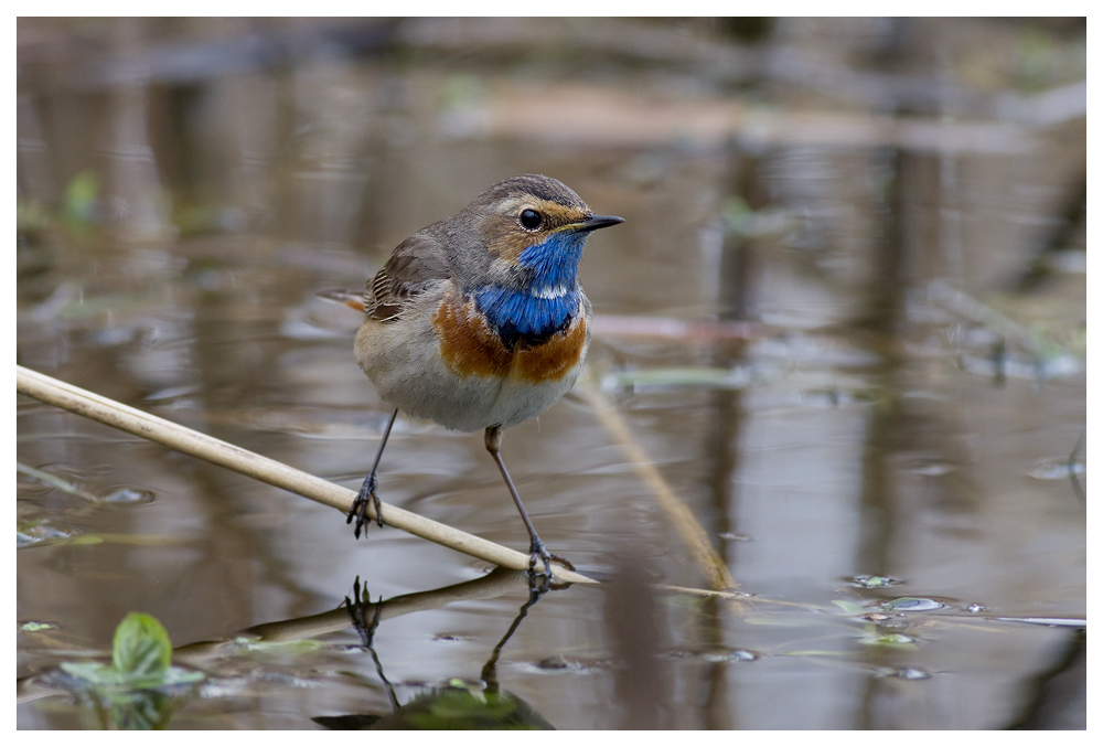 Blaukehlchen