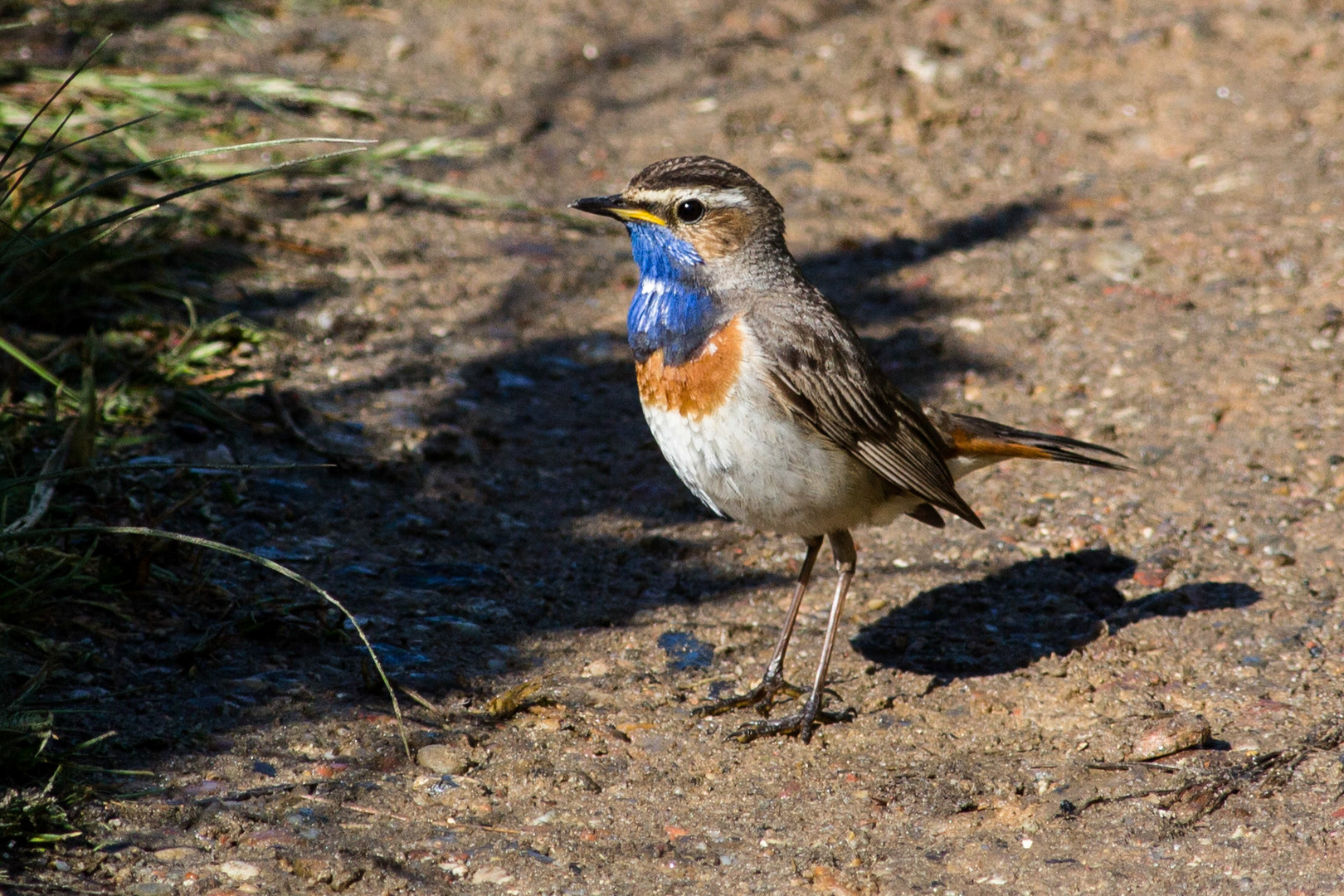 Blaukehlchen