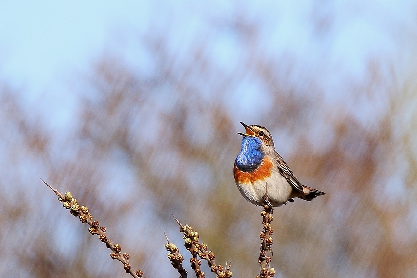 Blaukehlchen