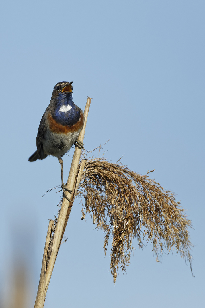 Blaukehlchen