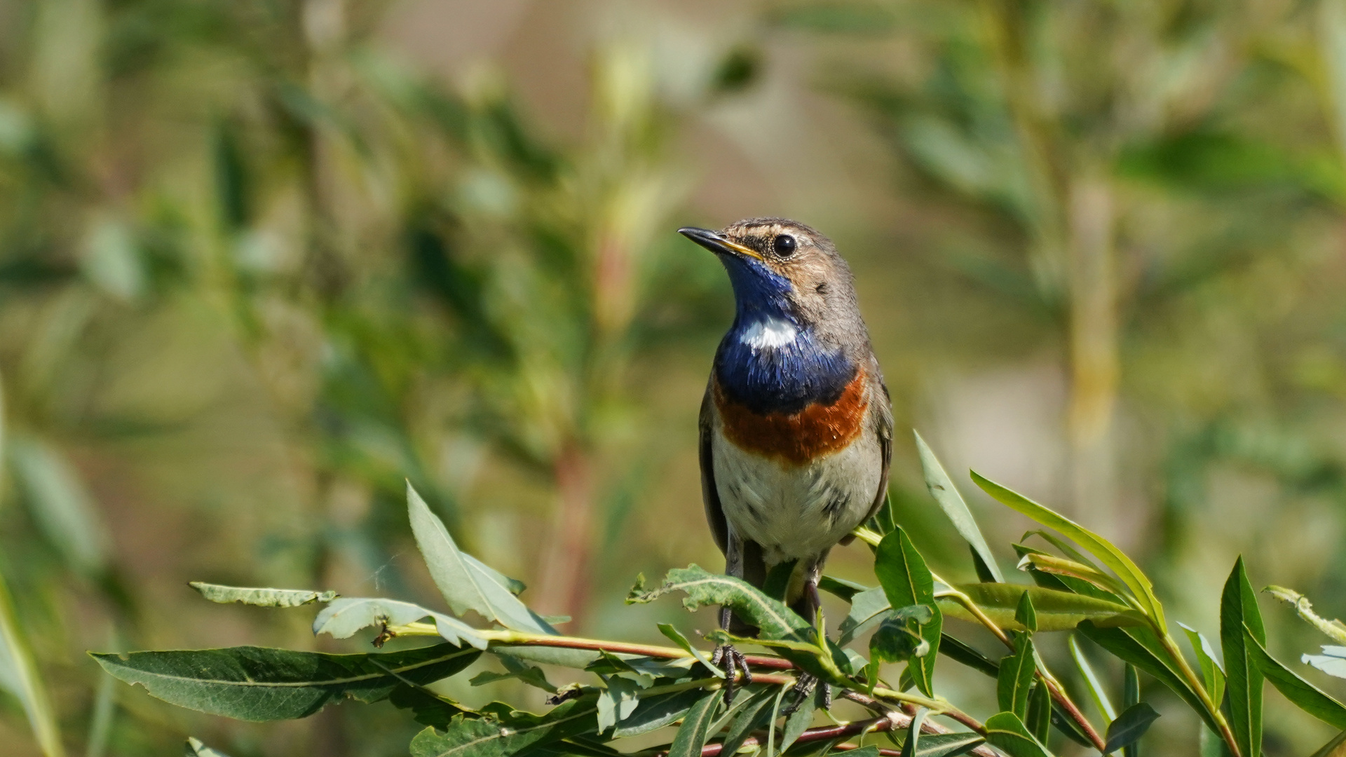 Blaukehlchen