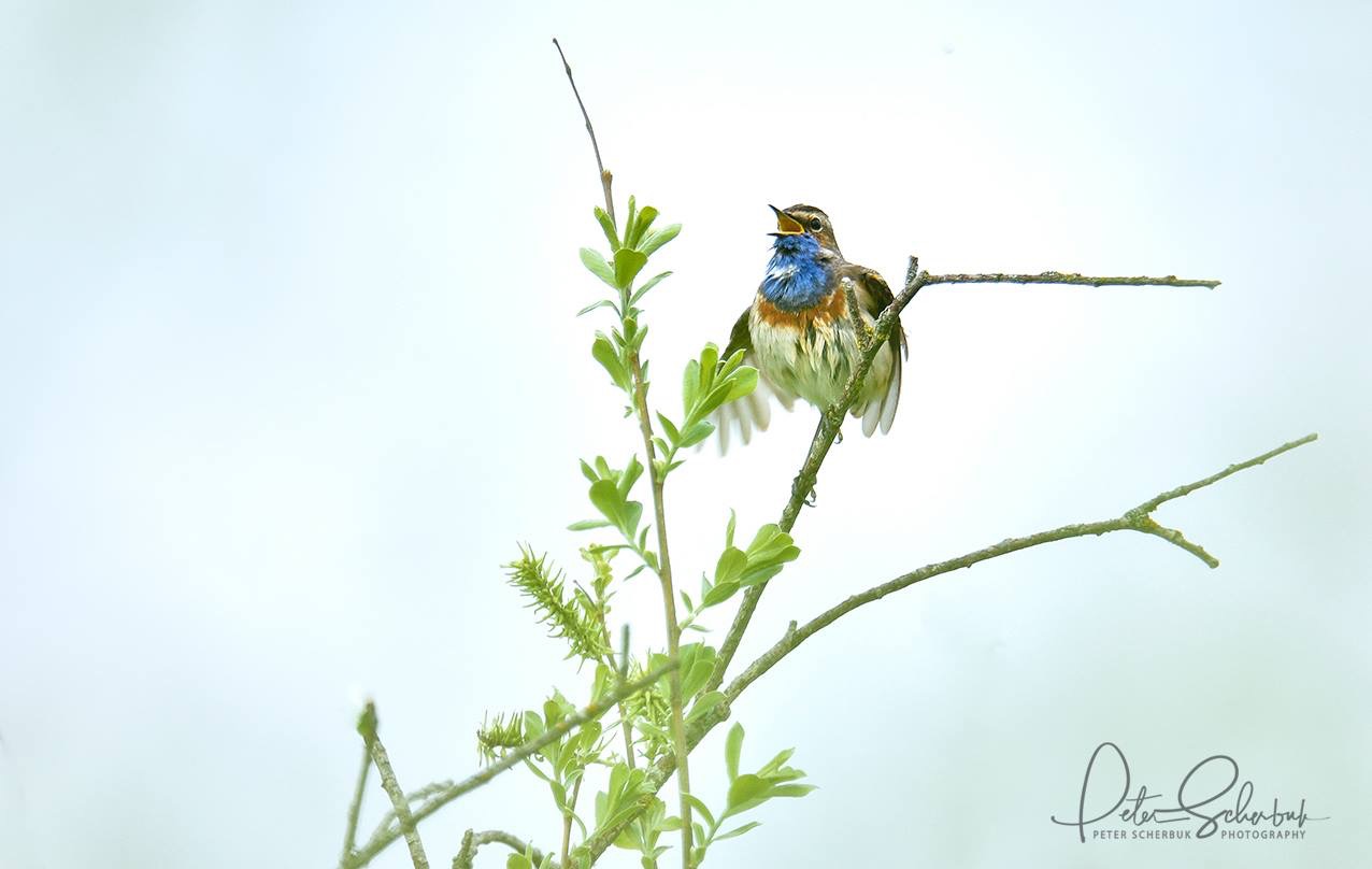 Blaukehlchen 