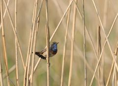 Blaukehlchen