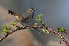 Blaukehlchen – endlich mal wieder 01