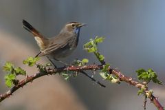Blaukehlchen – endlich mal wieder 02