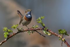 Blaukehlchen – endlich mal wieder 03
