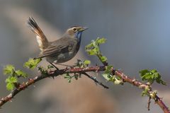Blaukehlchen – endlich mal wieder 04