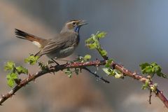 Blaukehlchen – endlich mal wieder 05