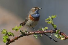 Blaukehlchen – endlich mal wieder 06